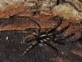 Segestria senoculata
